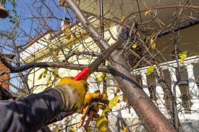Tree Trimming